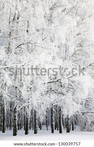 Russian winter in Birch Grove