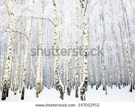 Beautiful Birch Grove With Covered Snow Branches