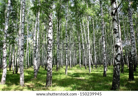 Sunny birch grove in summer July