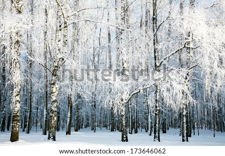 Birch Forest With Covered Snow Branches