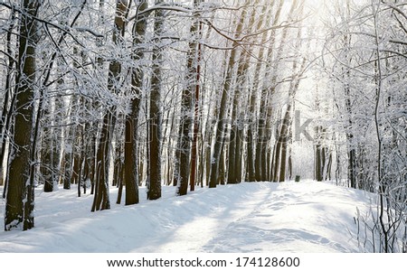 Path in sunny winter forest