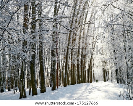 Pathway in sunny winter forest