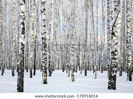 Winter sunny birch forest in January