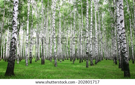 Summer birch forest in the morning