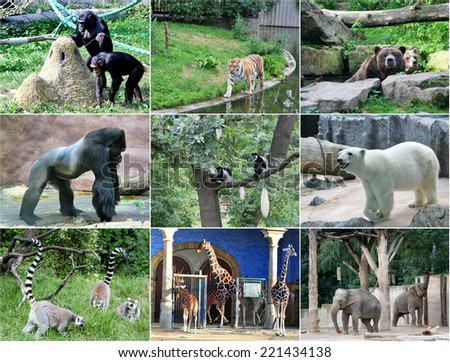 Collage of different animals