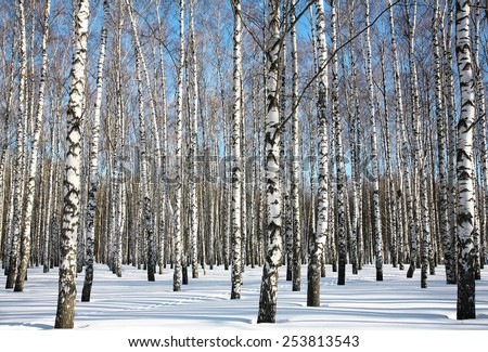 Winter birches on blue sky