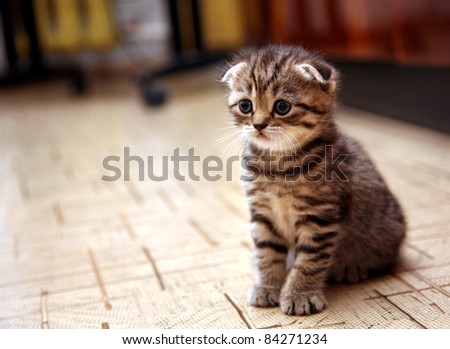 Curious striped Scottish fold kitten