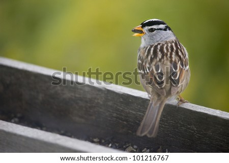 Beautiful White Crowned sparrow eat a black oil sunflower seed on edge of feeder