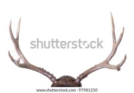 Large four point mule deer antlers isolated on white background Large four point mule deer antlers isolated on white background