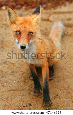red fox sit