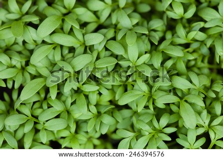 Garden cress sprouts on a bed. Close up