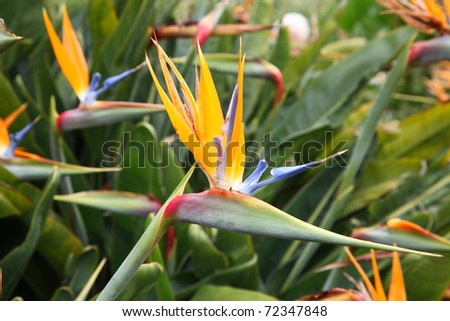 Exotic flowers on Canary Islands