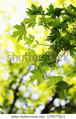 bright green spring foliage on maple, background