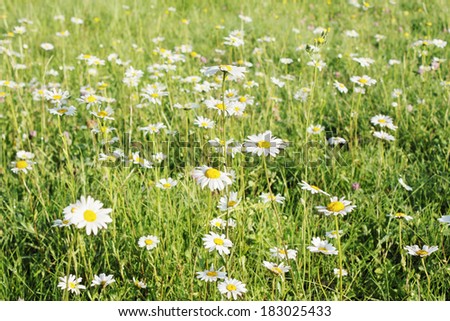 many beautiful little daisies in the field