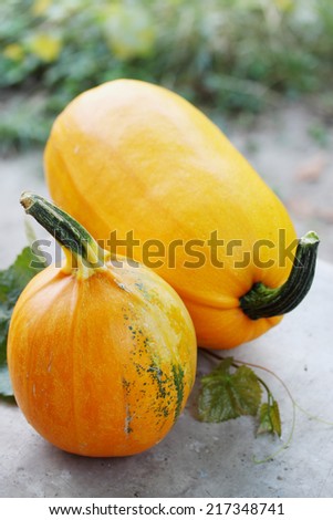 Still life of ripe organic orange pumpkins