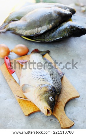Big fish - carp on a cutting board