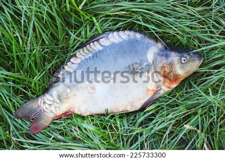 Large freshwater fish carp on the grass