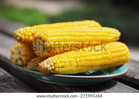Boiled corn on a plate in the garden
