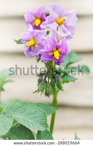 Beautiful purple flower potatoes, close-up, tinted