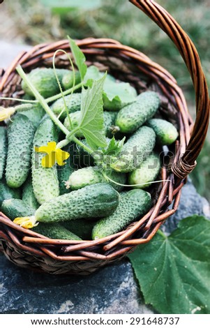 Small fresh cucumbers in a wicker basket