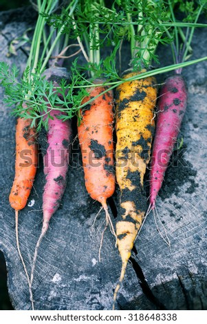 Dirty colored carrots on a wooden stump