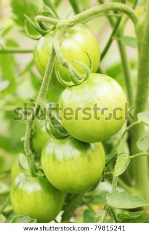 the growing branch with the green tomatoes