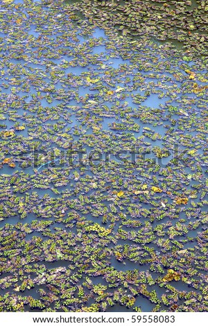 Water Surface Covered With Weed Background Shot!