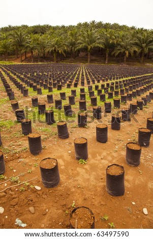 Oil Palm Farm in Indonesia, North Sumatra. Newly Planted Palm trees!