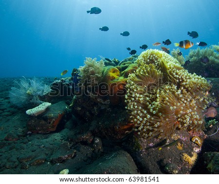 Anemone reef scape with fish in the Indian Ocean!