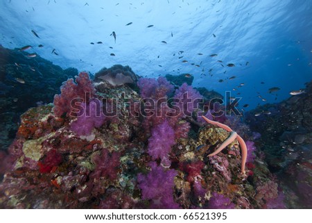 Healthy Soft Coral Reef with Star fish and reef fish surrounding it at Richelieu Rock in Surin National Marine Park, Thailand!