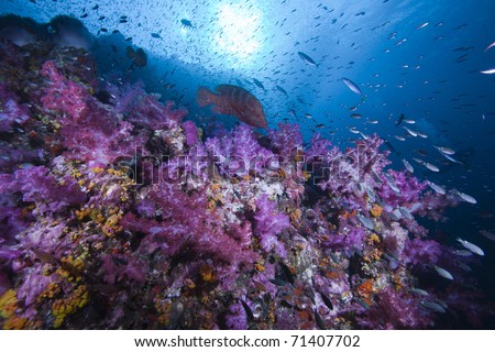 Rock Cod, sun and Soft Coral Reef covered with fish and life in the Indian ocean, Andaman Sea, Thailand.