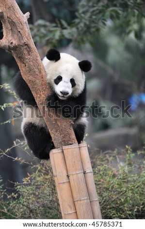 Panda Climbing Bamboo
