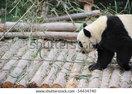 a lovely panda is walking