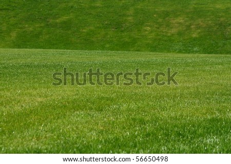 a huge green lawn in the city park