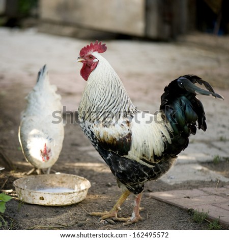 cock and hen on the farm