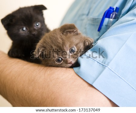 Vet holding kitten