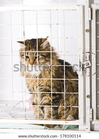 Unhappy cat in an animal shelter, waiting for a home