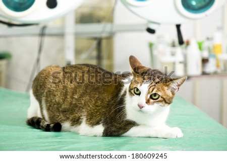 Fatty spotted cat in animal hospital