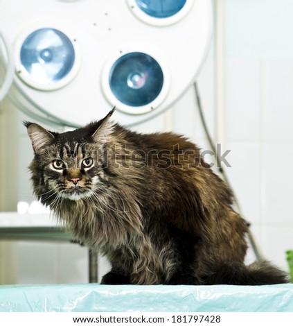 Cat in veterinary clinic