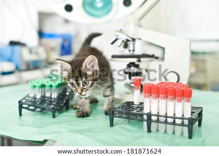 Adorable kitten in veterinary clinic