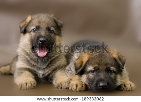 German shepherd puppy posing on a brown background