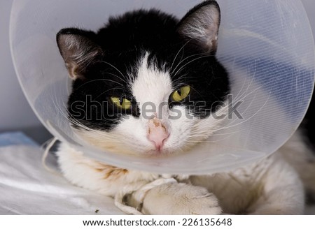 Cat in a cone in animal hospital
