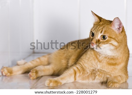 Red cat in animal hospital