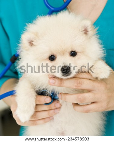 Vet and dog. Veterinary doctor is holding spitz puppy