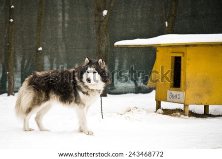 Husky dog in kennel