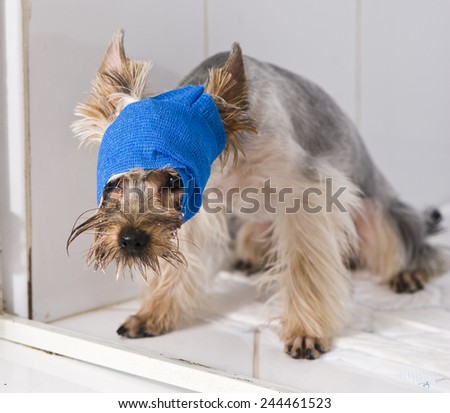Terrier in broken arm. Animal hospital.