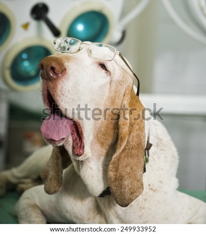 Senior dog at the vet clinic