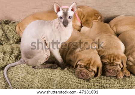 Cat and puppies resting together on bed