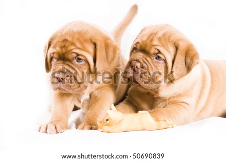 daysdogue de bordeauxdogue dogue de bordeaux cross pitbull. daysdogue de bordeauxdogue
