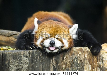 stock photo : cute red panda red panda pet. stock photo : cute red panda